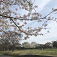 広い芝生でお花見を楽しめる長坂谷公園[緑区]　桜は八分咲きです（写真レポート 2018年3月26日現在）