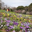 旭区「里山ガーデン」の春の大花壇が公開！菜の花も楽しめました（写真レポート2018年3月26日）