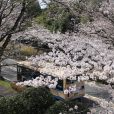隠れた桜スポット「旭区・若葉台の桜並木」が今年もきれいでした！（写真レポート 2018年3月26日現在）