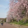 こどもの国の桜は満開　暑い日は水遊びもできます(写真レポート 2018年3月28日現在)