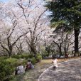 桜吹雪のなかお花見できそう！三ツ沢公園の桜山はピークで散り始めてきました(写真レポート 2018年3月29日現在)