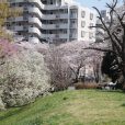 保土ヶ谷公園の桜は今が見ごろ(写真レポート 2018年3月29日現在)