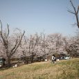 こども自然公園(大池公園)の桜山は満開　桜を見ながらバーベキュー。大型遊具も楽しい(写真レポート 2018年3月29日現在)