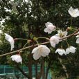 綱島公園[港北区]の桜は咲いています！桜まつりは3月31日（土）（2018年3月24日写真レポート）