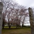 中川八幡山公園[都筑区]の桜開花情報です！（2018年3月24日写真レポート）