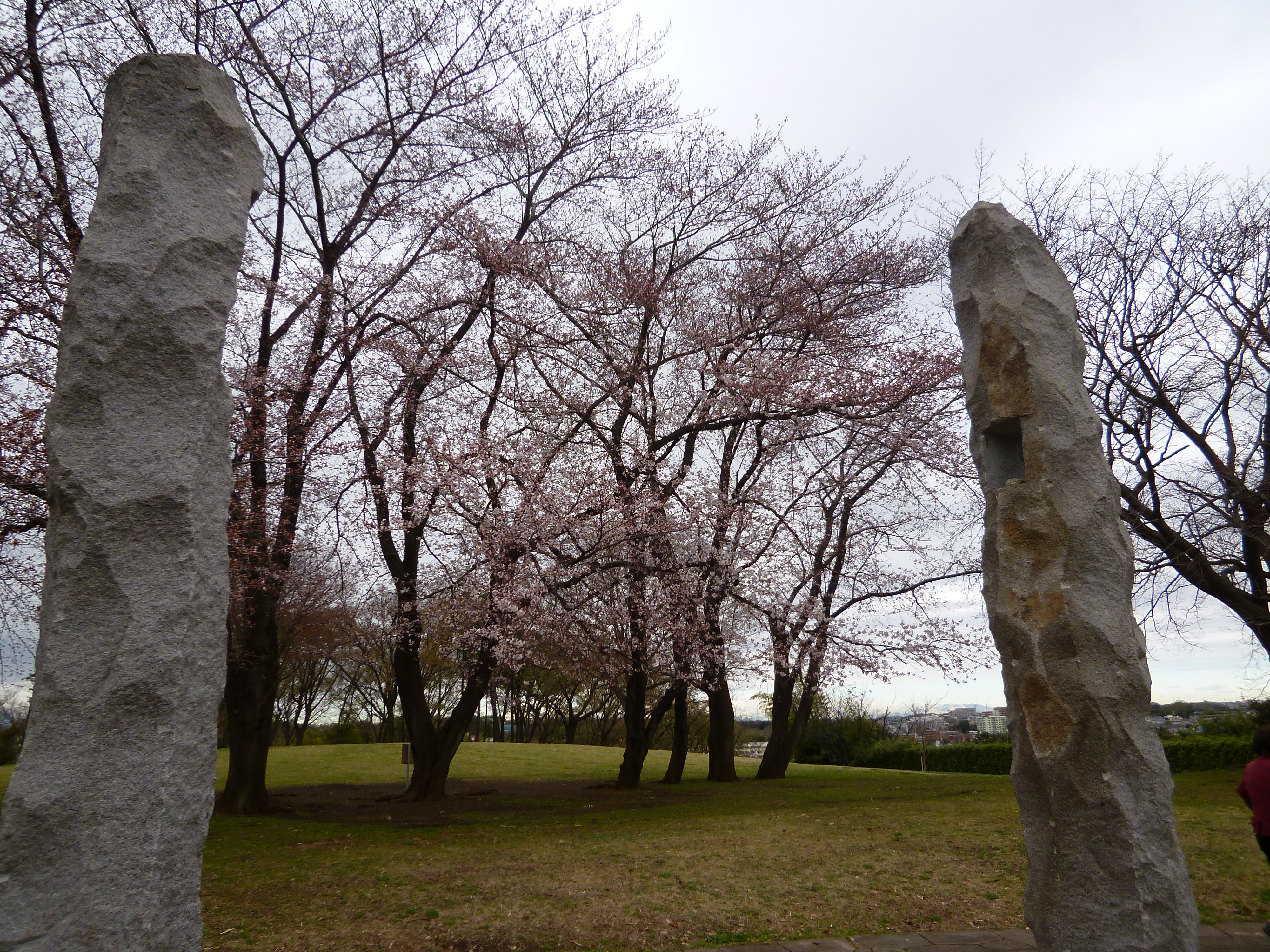 中川八幡山公園 都筑区 の桜開花情報です 18年3月24日写真レポート 横浜 湘南で子供と遊ぶ あそびい横浜 湘南