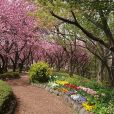 菊名桜山公園：桜の見納めは八重桜！横浜で八重桜の隠れた名所といえばここ！（写真レポート2018年4月6日）