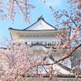 小田原城址公園の桜を見に行ってきた！圧巻の桜の饗宴は「日本さくら名所100選」。桜のトンネルを豆汽車で走ろう