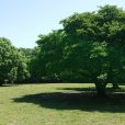 東高根森林公園：横浜から近い！広くて自然豊かな公園。古代芝生広場も広い！［川崎市宮前区］