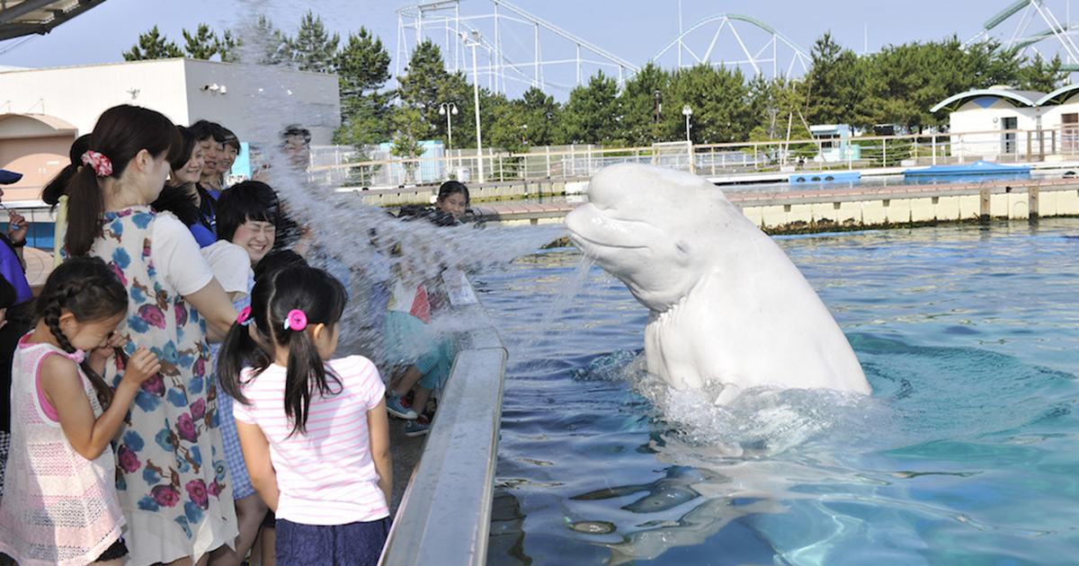 水遊び ずぶ濡れイベント盛りだくさんの夏の八景島シーパラダイス 7月12日 横浜 湘南で子供と遊ぶ あそびい横浜 湘南