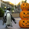 横浜・八景島シーパラダイスではハロウィンイベント開催　ペンギンがハロウィンパレード[9月8日〜]