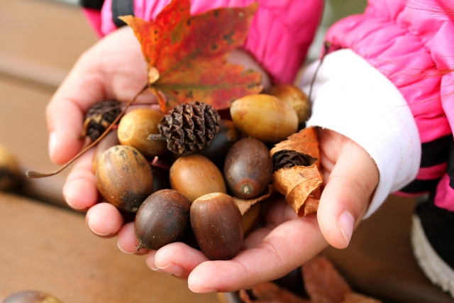 どんぐり拾い＆ピクニックができる公園特集2022：藤沢市の公園4ヵ所+