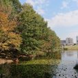 都筑中央公園：紅葉・黄葉がもうすぐ見頃です［写真レポート2018年11月11日］（都筑区）