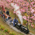西平畑公園（松田町）桜の中を走るロングすべり台にとミニSLに子供も大満足。富士山と桜、横浜から1時間の穴場を発見です。