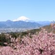 早咲きの桜と雪化粧をした富士山のコラボレーションを見に行こう!!お山のひなまつり、ピザ焼き体験、模擬店出店などイベント盛りだくさん。神奈川県大井町 「四季の里」　里山花まつり【2月24日(日）】