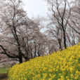 桜と菜の花を同時に楽しめる公園・スポット 4選。黄色とピンクの共演。進級の記念写真におすすめ！ [2019年版]