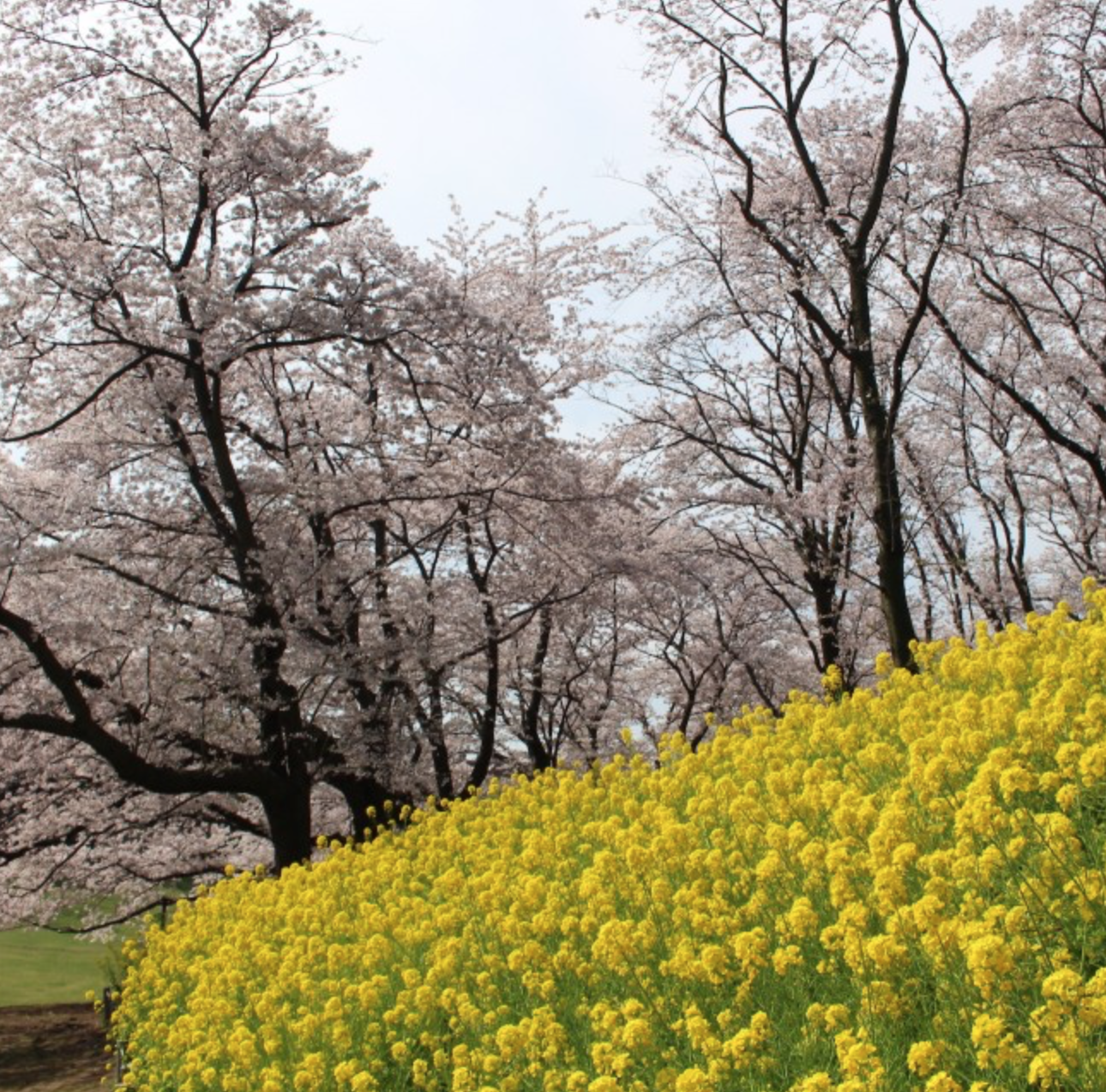 桜と菜の花を同時に楽しめる公園 スポット 4選 黄色とピンクの共演 進級の記念写真におすすめ 19年版 横浜 湘南で子供と遊ぶ あそびい横浜 湘南