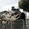 桜とSLの共演！隣には船と海。三笠公園(横須賀市)は、記念艦「三笠」に広い芝生に遊具あり。三笠には乗ることもできますよ。[横須賀中央駅15分]