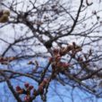 桜の名所、こども自然公園の桜山フォトレポート。今年でしばらく見納め？！［旭区：フォトレポート3月21日］