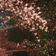 綱島公園の桜は満開！温かくして夜桜花見もオススメです。[写真レポ 2019年3月31日]