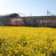 菜の花畑：市営地下鉄川和町駅前の菜の花は満開！桜との共演が見られます。[フォトレポ 3月13日 追記23日満開！桜も咲き始め]