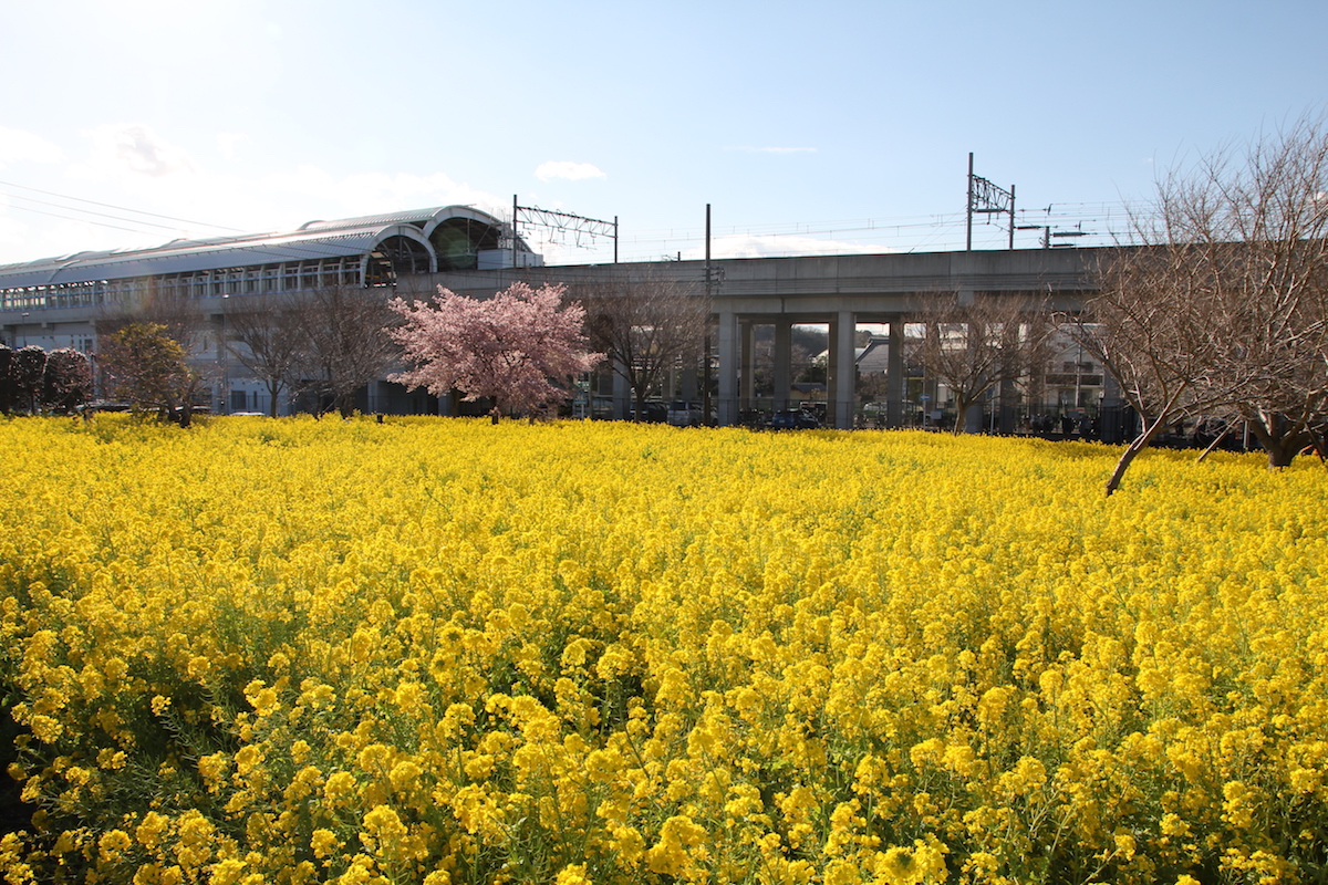 桜と菜の花を同時に楽しめる公園 スポット 4選 黄色とピンクの共演 進級の記念写真におすすめ 19年版 横浜 湘南で子供と遊ぶ あそびい横浜 湘南