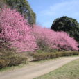 四季の森公園の桜はこれから見ごろ！ピンクの花がきれいなハナモモは満開でお花見に最適[フォトレポ 3月18日現在]