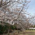 藤沢・長久保公園の桜は子供と楽しみやすい。週末は飲食物の販売がされ、公園がお花見モードになりますよ♪［3月28日現在：藤沢市長久保公園］