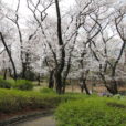 三ツ沢公園の桜山は満開！咲き乱れる桜のなかお花見もできます[写真レポート 2019年3月28日現在]