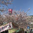 日ノ出町・大岡川では桜が開花しました　週末には桜まつりも[写真レポート 2019年3月26日現在]