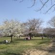 芝生でお花見！緑区・長坂谷公園の桜はもうすぐ見頃です[写真レポ 2019年3月27日現在]