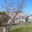 さむかわ中央公園の桜開花情報。桜は二分～三分咲き、もう少しですね！ (写真レポート2019年3月26日現在）