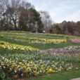 市内最大級の大花壇「里山ガーデンフェスタ2019」は一面の花！ アウトドアイベントも開催あり。入場無料。[ズーラシア近く 旭区]