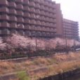 金井公園隣接の柏尾川の桜はもうすぐ満開です。公園内の芝生広場でピクニックもオススメ！[写真レポ 2019年3月31日]