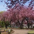 菊名桜山公園：桜の見納めは八重桜！横浜で八重桜の隠れた名所といえばここ！4/21は桜まつりも開催。（写真レポート2019年４月18日）