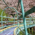 桜のトンネルを行くロングすべり台！無料で何度でも楽しめる。絶景の吾妻山公園（あづまやまこうえん）。ロングすべり台は今週もまだ桜が楽しめそう！[2019年3月31日]