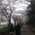 茅ヶ崎市中央公園の桜開花情報。公園内の桜は六分咲き、北側の桜並木はほぼ満開でした！（写真レポート2019年3月31日現在）