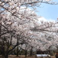 こども自然公園(大池公園)の桜山は満開　バーベキュー場の桜は治療工事中[写真レポート 2019年4月2日現在]