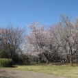 県立保土ヶ谷公園の桜は見頃　芝生でゆっくりお花見できる[写真レポート 2019年4月3日現在]