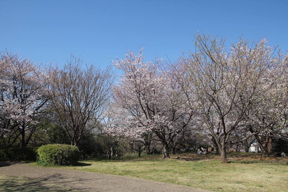 県立保土ヶ谷公園の桜は見頃 芝生でゆっくりお花見できる 写真レポート 19年4月3日現在 横浜 湘南で子供と遊ぶ あそびい横浜 湘南