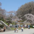 こどもの国の桜はこれから見頃　広い芝生の上でお花見できます[写真レポート 2019年4月4日現在]
