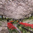 IKEA港北近くの「江川せせらぎ緑道」　桜の花のピークを迎えました[写真レポート 2019年4月9日現在]