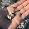 化石を発見できるか！？大磯の海岸で化石採集してきました[写真レポート 2019年4月15日]