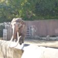 金沢動物園：山の中の動物園！ココでしか見られない動物たちを巡ろう！動物編 [金沢区]