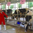 雪印こどもの国牧場で「牛乳まつり」　牛乳の試飲やバター作り、乳搾り体験も[5月26日開催、横浜市青葉区]