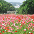 100万本のポピー花畑　横須賀市くりはま花の国のポピーがまだまだ楽しめる！[6月2日まで]