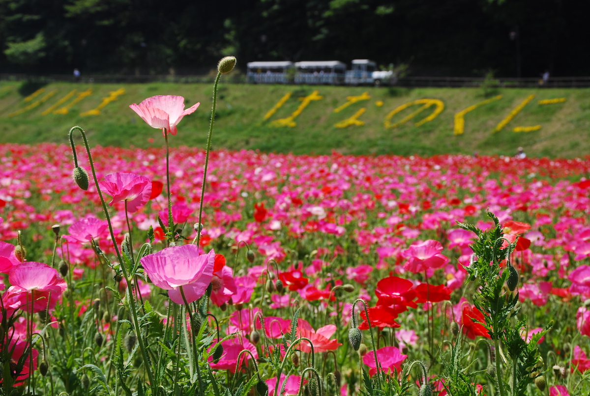 100万本のポピー花畑 横須賀市くりはま花の国のポピーがまだまだ楽しめる 6月2日まで 横浜 湘南で子供と遊ぶ あそびい横浜 湘南