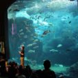 お得に楽しむ水族館！ただいま新江ノ島水族館で横浜市在住・在学・在勤特別優待実施中。入場料半額で楽しめます。[2019年11月9日~11月30日]