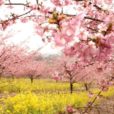 【四季の里：里山花まつり】早咲きの桜と雪化粧をした富士山のコラボレーションを見に行こう！お山のひなまつり、ピザ焼き体験、竹筒バウムクーヘン作り、模擬店、ステージなど盛りだくさん！[2020年2月23日（日・祝）：神奈川県大井町]