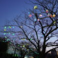 いずみ中央駅のイルミネーションは、桜並木に実る「ひかりの実」が幻想的なアート展示。駅前の自然豊かな水辺で遊びながら、日暮れを待つ楽しさを。[地蔵原の水辺@いずみ中央駅：12月14日～22日]